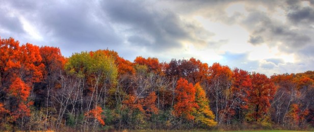wisconsin-donald-county-park-trees-in-autumn